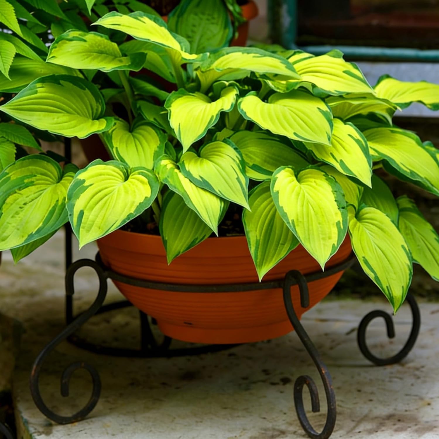 Hosta Seeds for Planting, 290+pcs Perennial Rare Hosta Flower Seeds, Non-GMO …