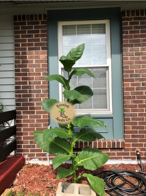 1000 Habano Tobacco Seeds ~ For Cigar Wrapper  + FREE SEEDS!