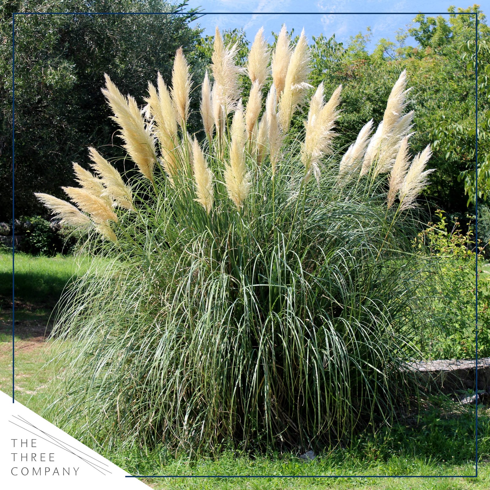 White Pampas Grass Perennial Accent Plant 10″ Tall in 1.5 Qt Pot