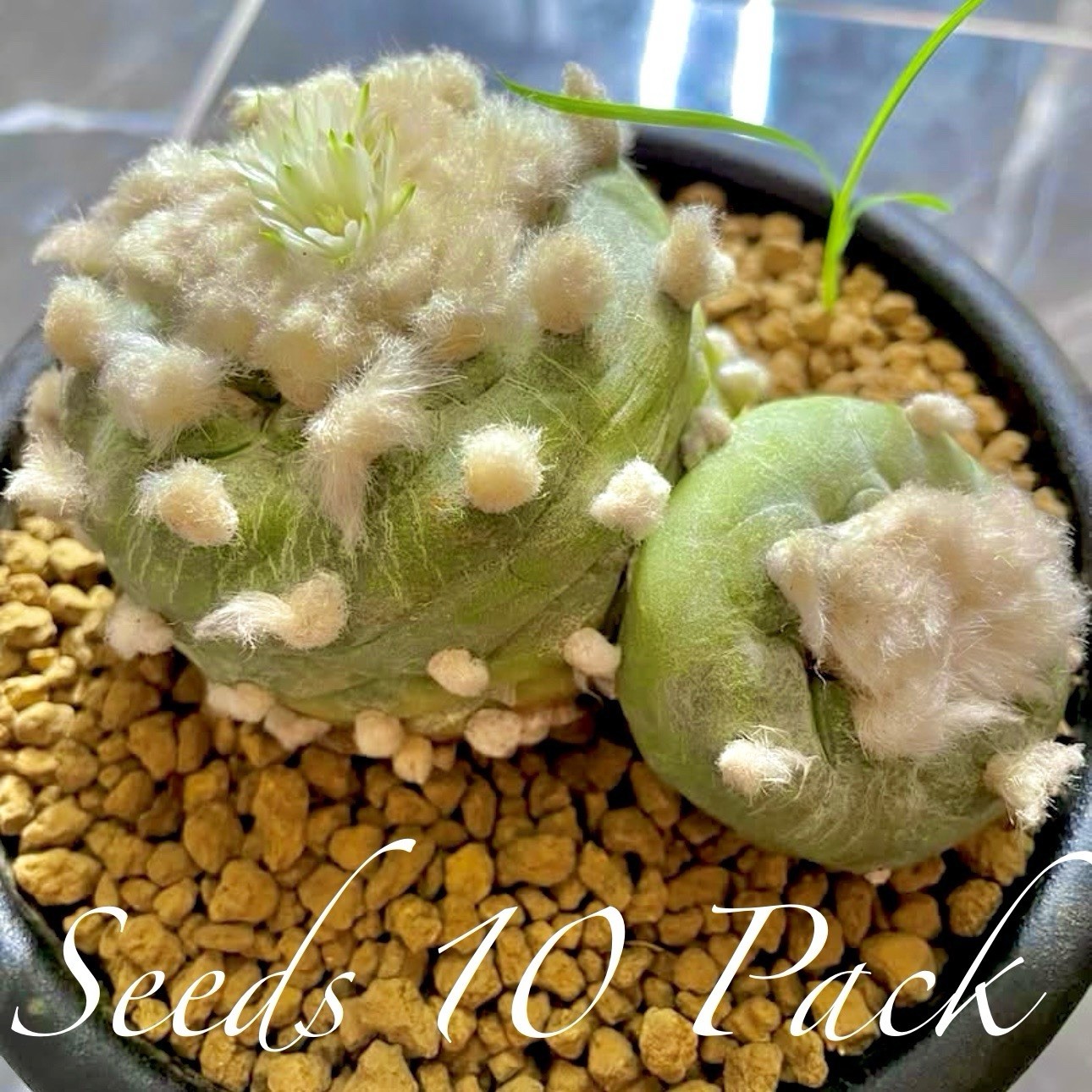 RARE SEEDS (10pk) L0ph… Diffusa Cactus US SELLER