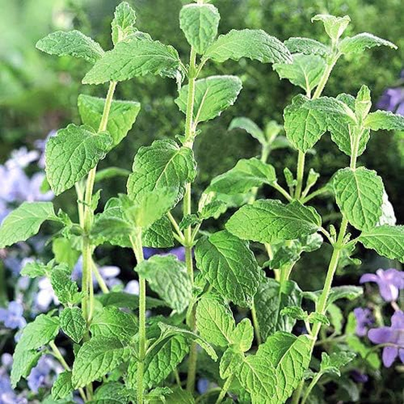 100 Strawberry Mint Herb Seeds Non-GMO Fragrant Rare US Grown Mentha piperita