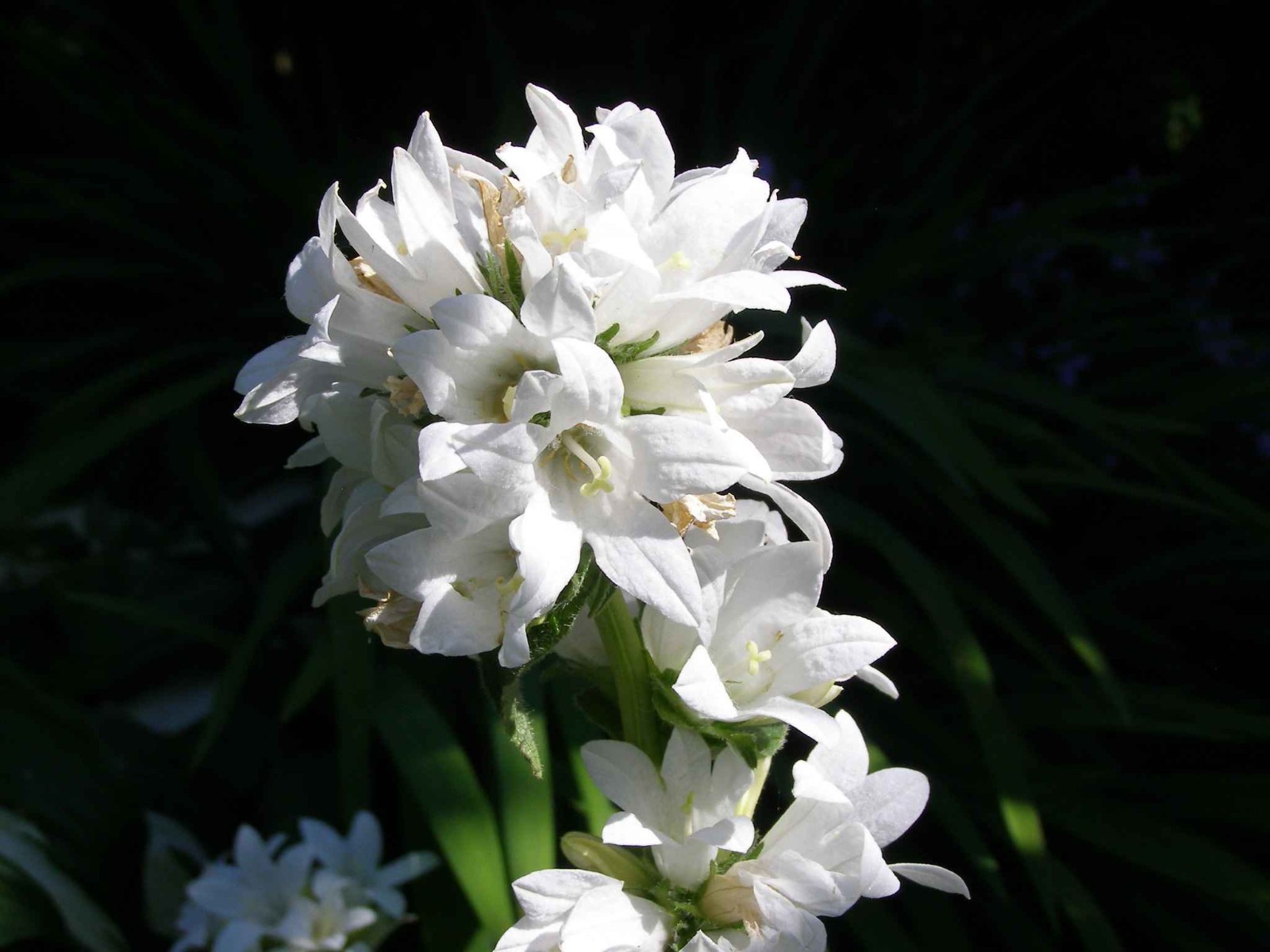 Campanula glomerata – Alba seed