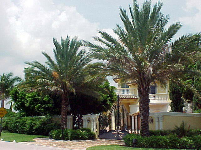 True Date Palm, Phoenix dactylifera, Tree Seeds (Showy, Edible, Evergreen)