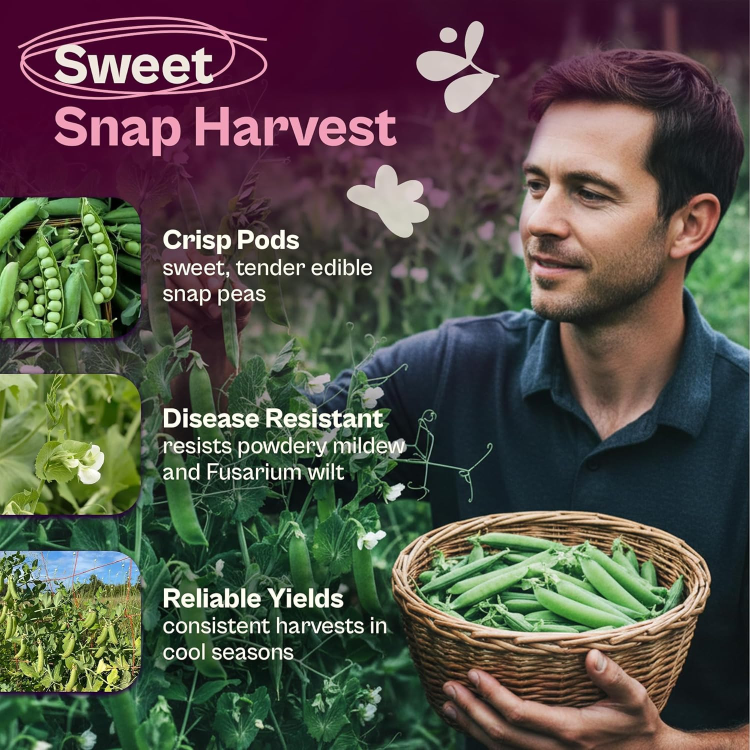 120 Cascadia Snap Pea Seeds (Pisum Sativum) – Sugar Snap Peas, Sweet Peas Seed P