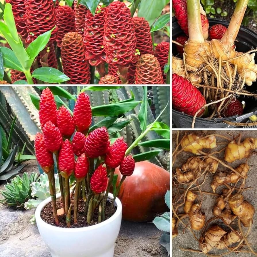 🌺 4 Shampoo Ginger Rhizomes – Zingiber Zerumbet | Pine Cone Ginger | Tropical