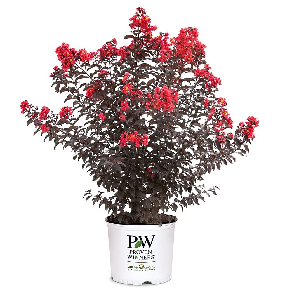 2 Gal. Center Stage Red Crape Myrtle Shrub