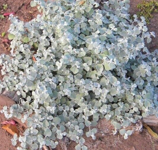 Helichrysum silver mist, multi pelleted seed