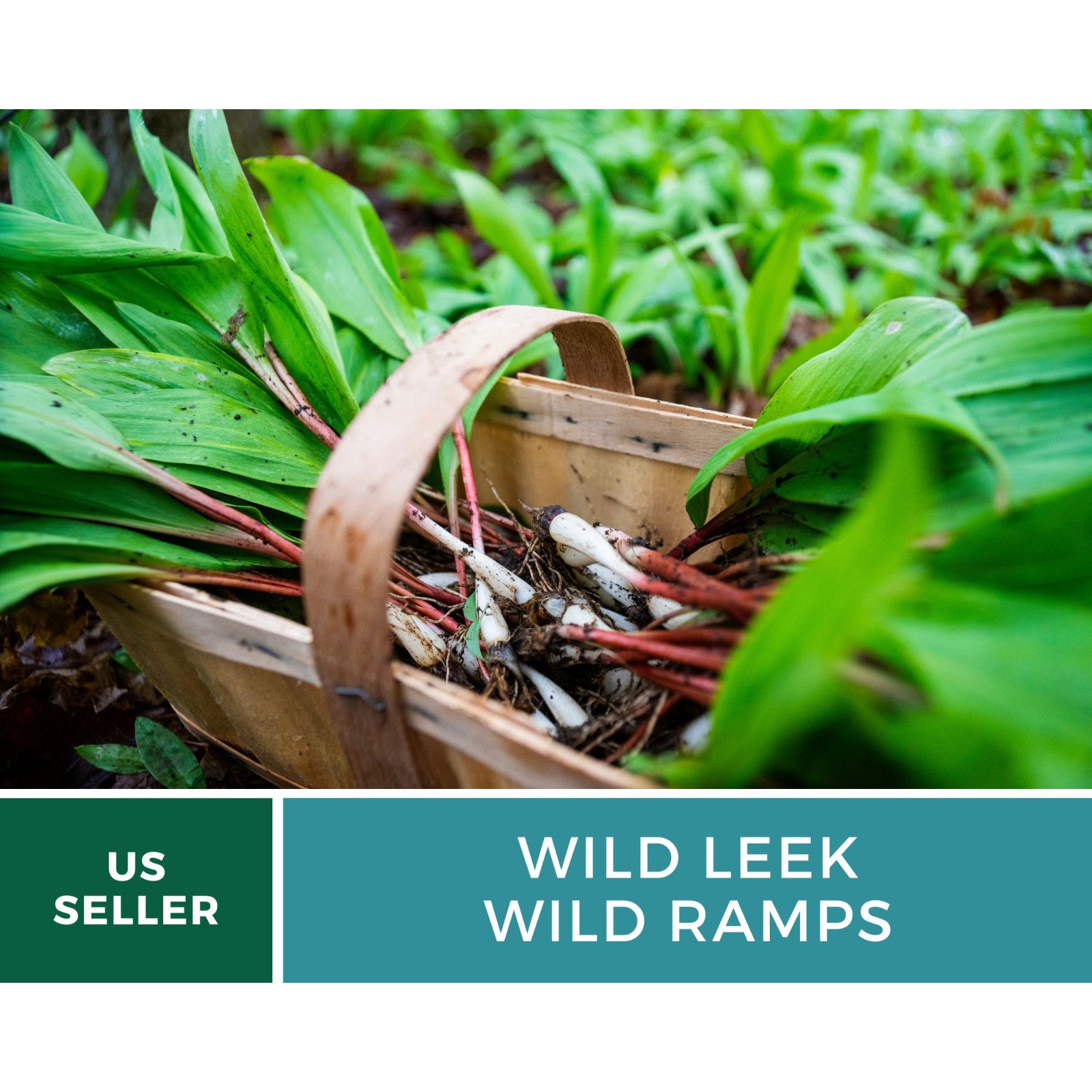 Leek, Wild – Wild Ramps – Heirloom – Non-GMO (Allium tricoccum)