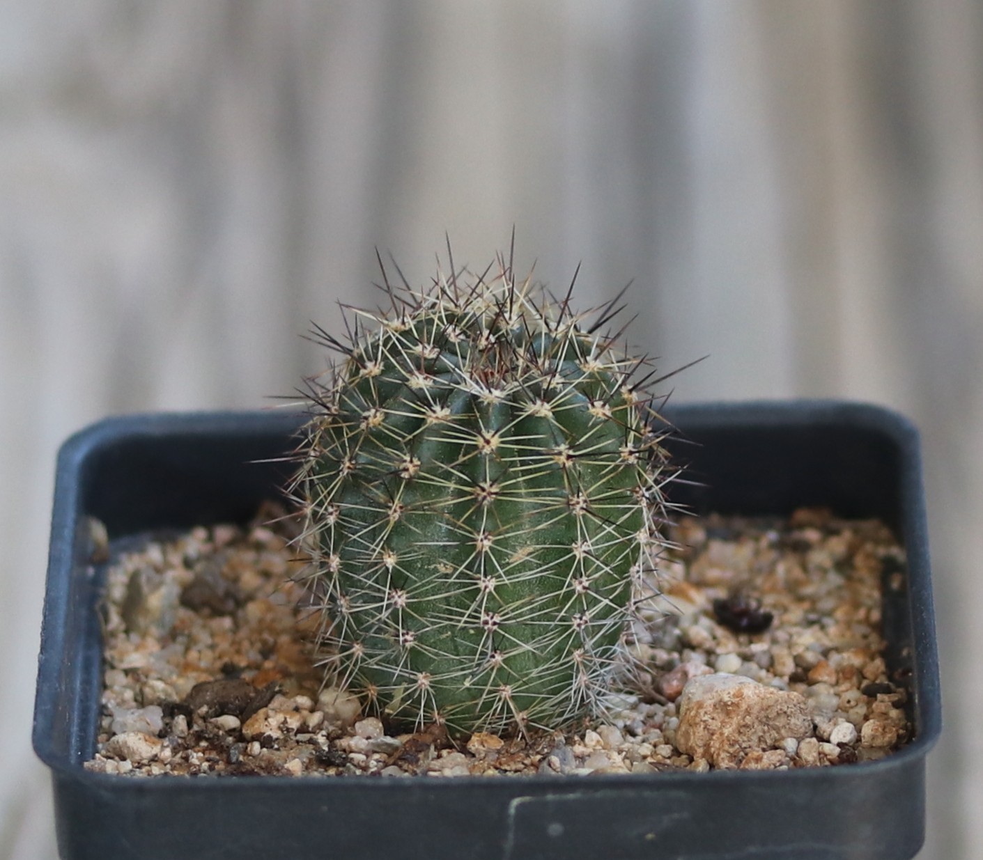 Echinopsis hybrid ‘Bright Eye’
