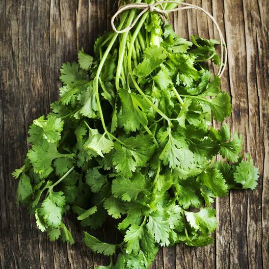 Cilantro/Coriander FIESTA GREEN Kitchen Garden Culinary Herb Non-GMO 100 Seeds