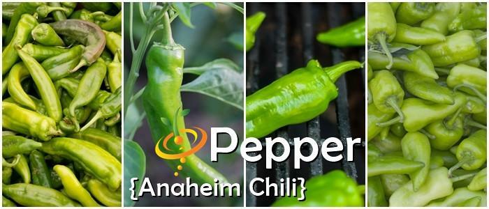 Multi hot pepper seed-pak 6 EZ varieties non-gmo heirloom BIG FLAVOR!!