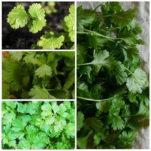 Coriander Seeds for Planting Culantro & Cilantro – Non-GMO Cilantro / Culantro