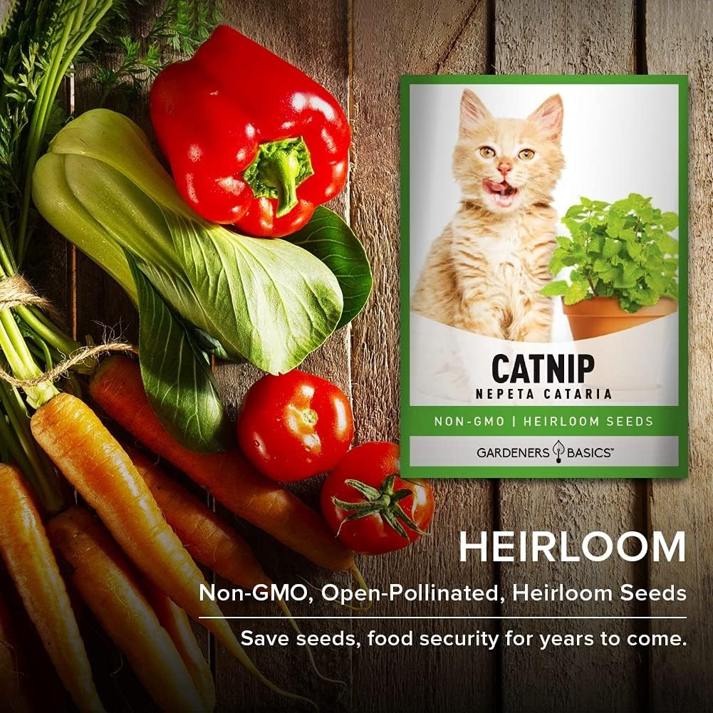 Nepeta Cataria Seeds – Heirloom & Non-GMO for Cat Happiness Indoors or Outdoors