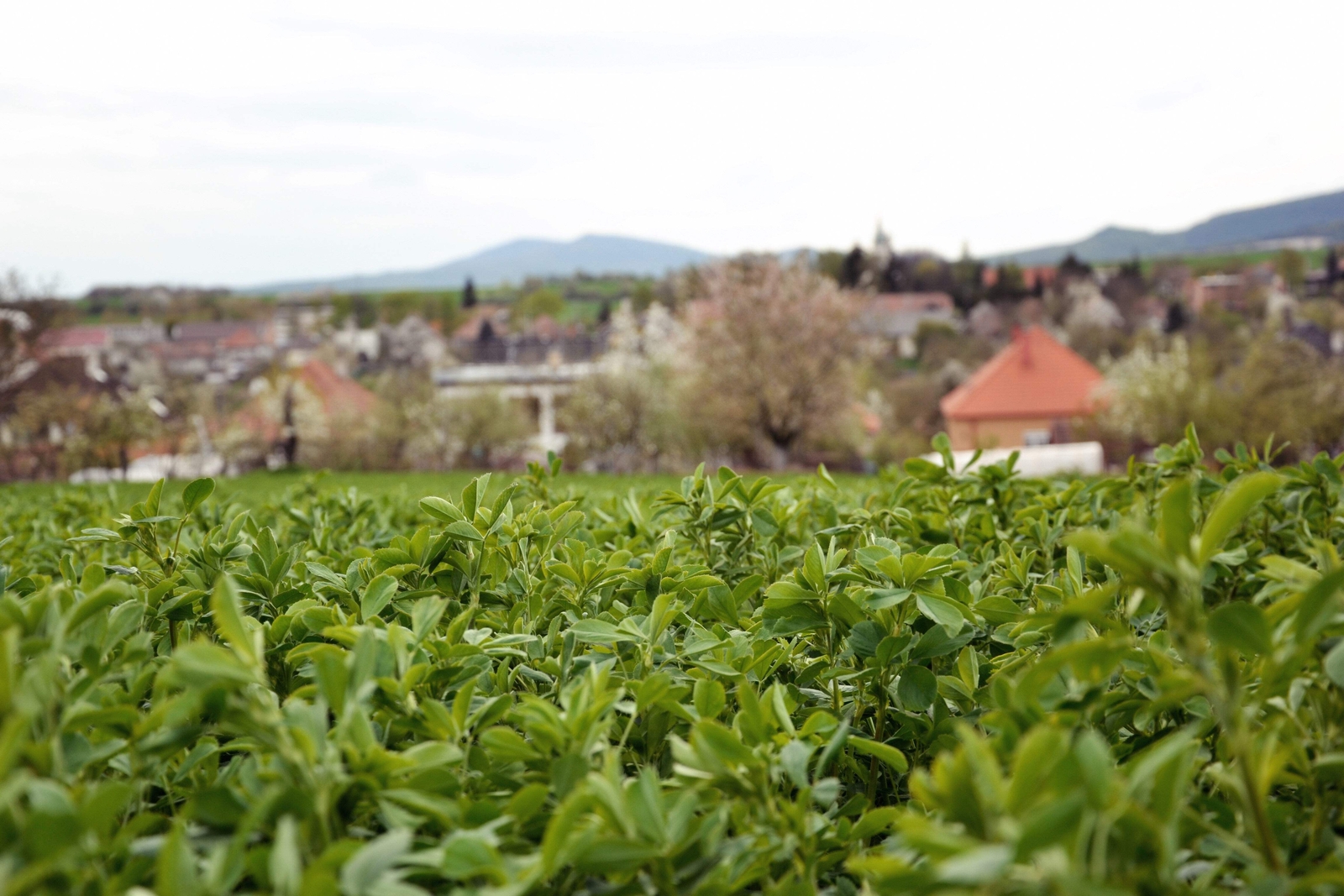 2000 ALFALFA Medicago Sativa Flower Plant Seeds