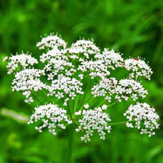500 Anise Seeds Spice Seeds HERB SEEDS