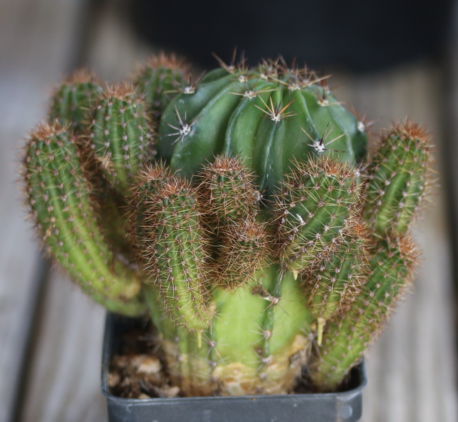 Echinopsis hybrid ‘Rainbow Burst-Pink’