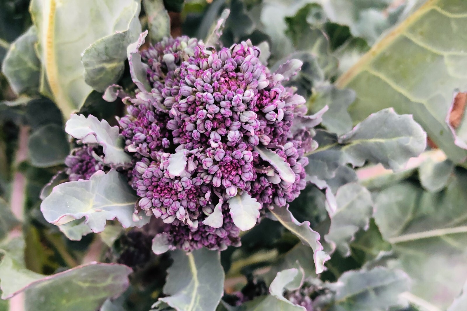 Purple Sprouting Broccoli Seeds for Planting Organic Non-GMO Seed Packet Bulk