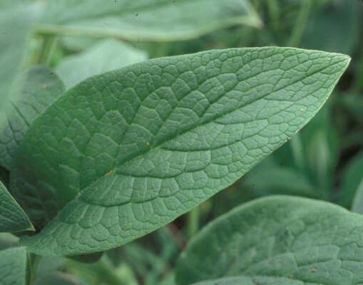 Comfrey SEEDS (symphytum officinale)