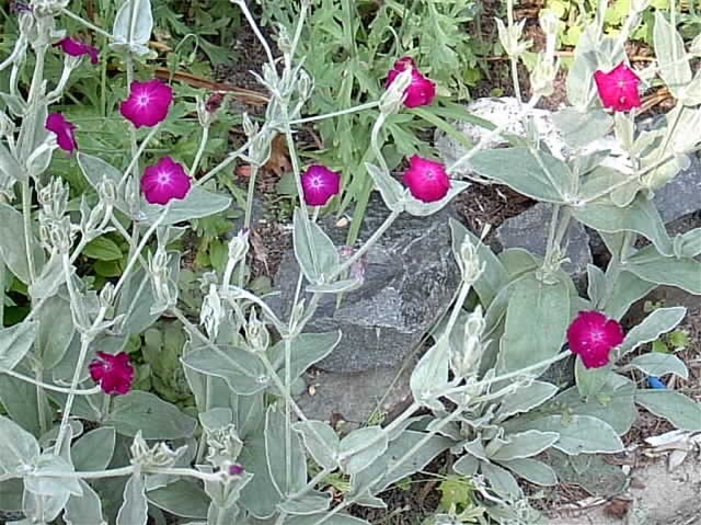 40 ROSE CAMPION SEEDS Lychnis coronaria – rose-pink trumpet shaped flowers