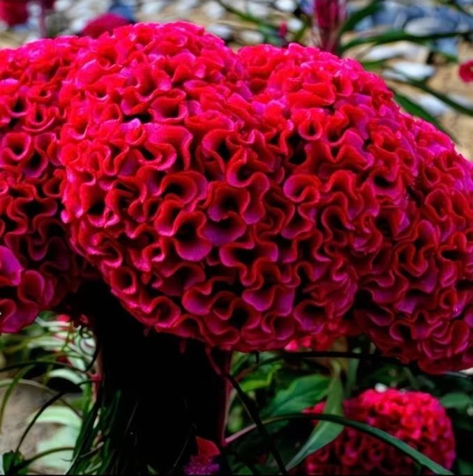 63+ CELOSIA Cristata SEED