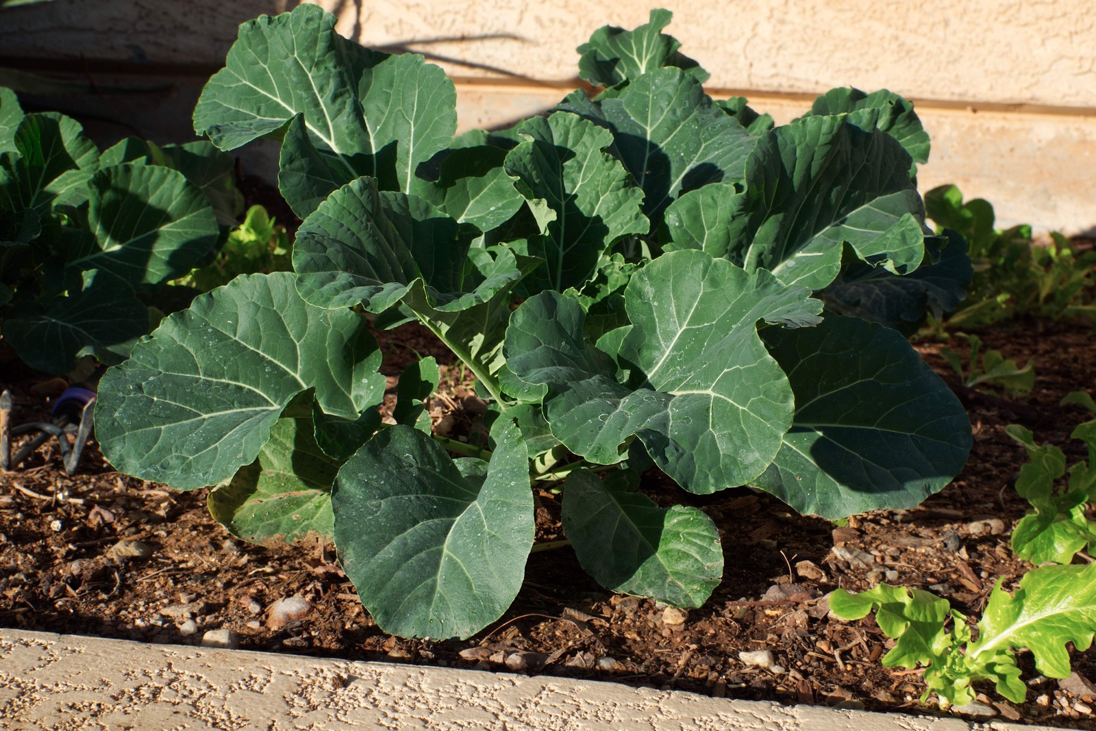 1500 MORRIS HEADING COLLARDS Collard Green Brassica Oleracea Vegetable Seeds