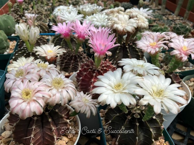 Seed- Gymnocalycium friedrichii hybrid (multicolor double petal) 25-500