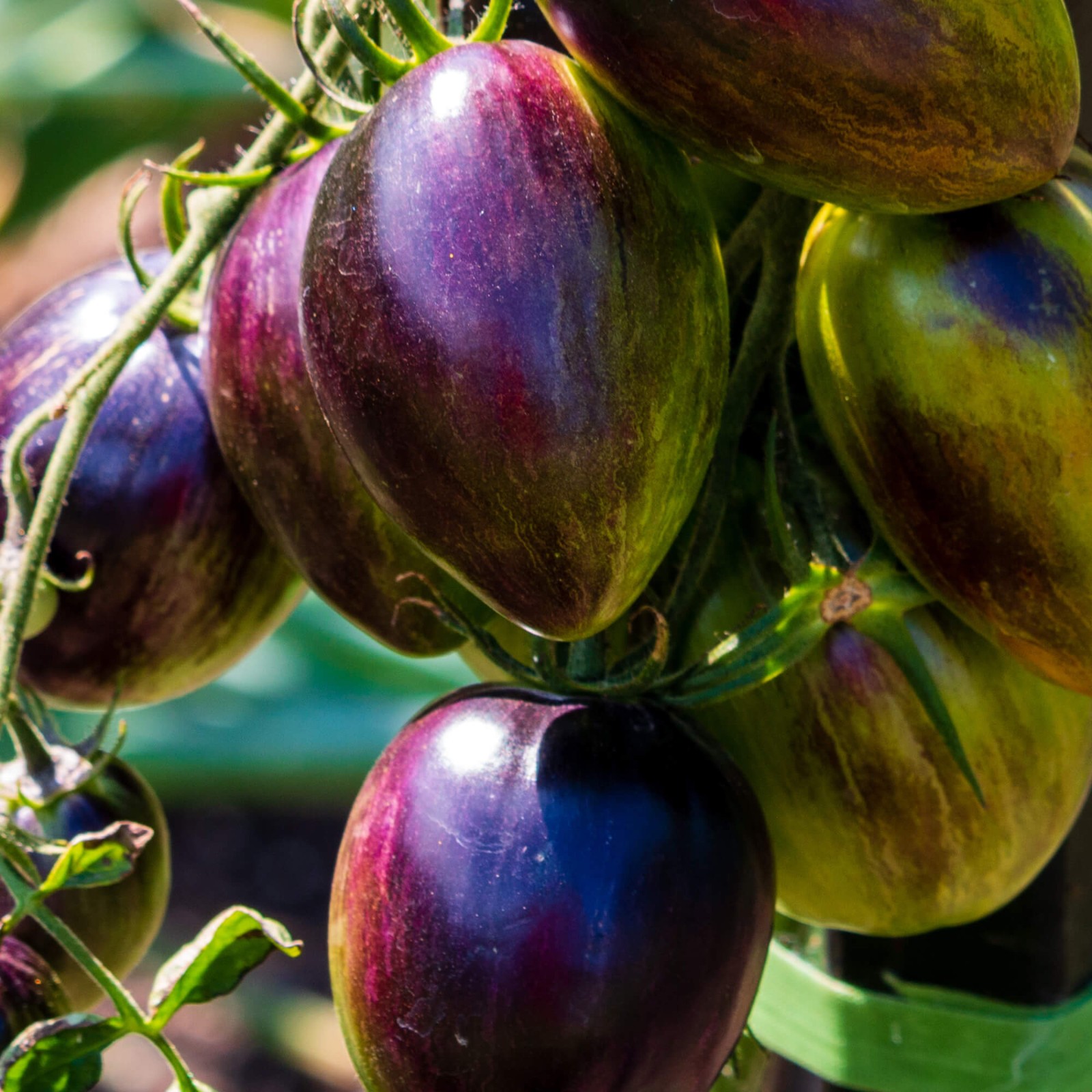 Brad’s Atomic Grape Tomato Seeds | Heirloom / Non-GMO | Free Shipping | 1297