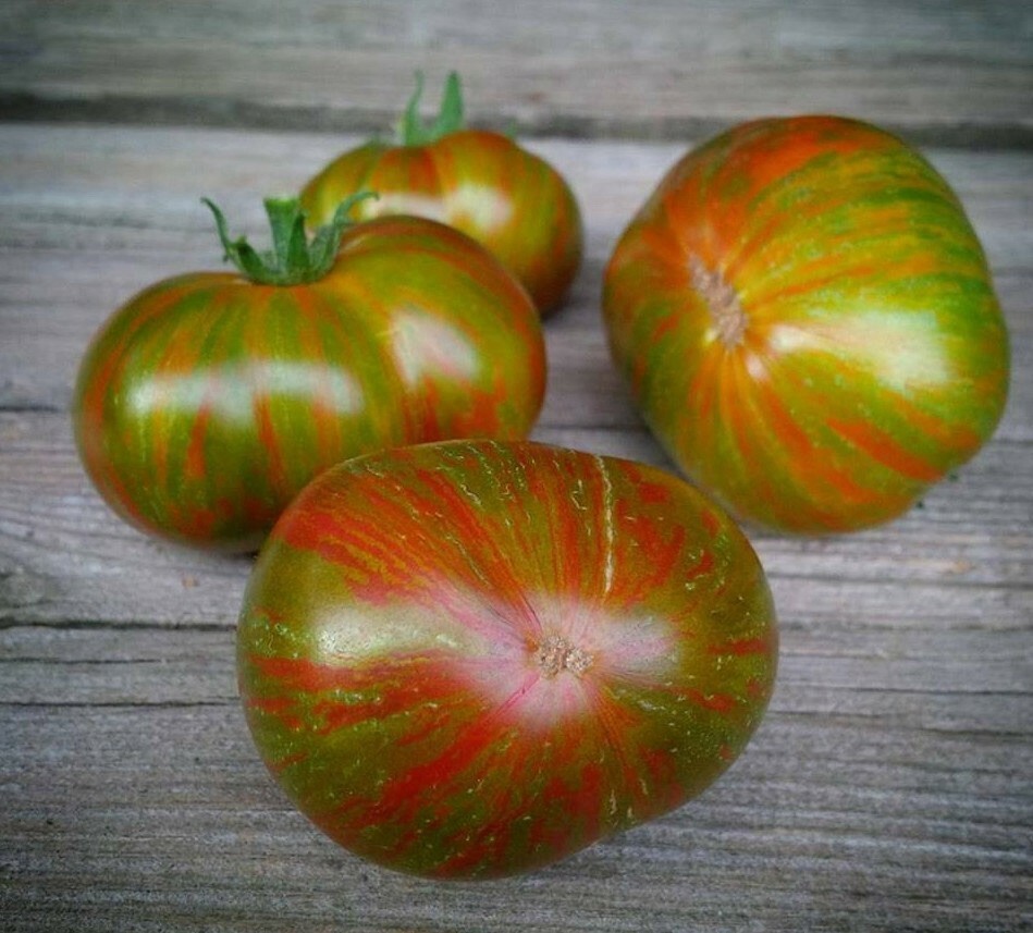 TOMATO BERKELEY TIE DYE GREEN 10+ Pcs Seeds August 2025 Harvest US Family Farm