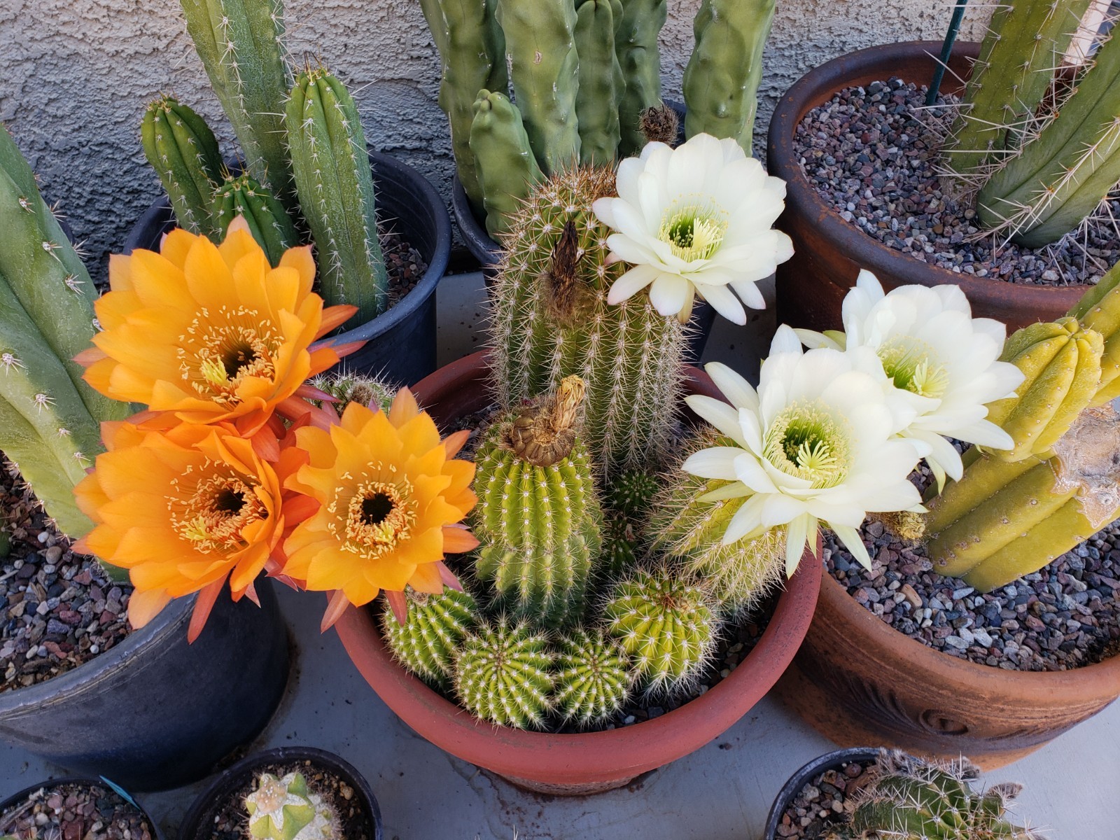 Echinopsis Grandiflorus Cactus Hybrid 50x Seeds *Beautiful Flowers*