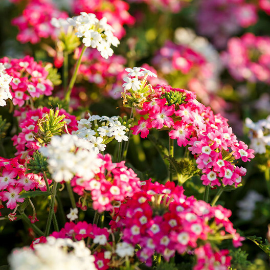 Verbena COMPACTA Mix Dwarf Groundcover Tender Perennial Bees Non-GMO 200 Seeds