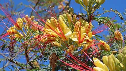Caesalpinia gilliesii | Desert Bird of Paradise | 5 Seeds