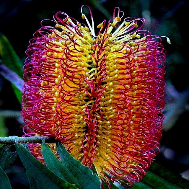 Lantern Banksia Tree Seeds “Fireworks” Exotic Flowering House Plant RARE