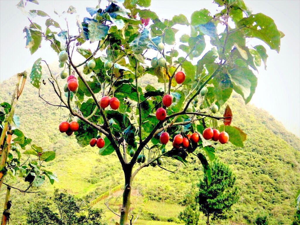 Tamarillo Tree Tomato Seeds Yields 60+lbs of Garden Fruit! Fast Growing Plant