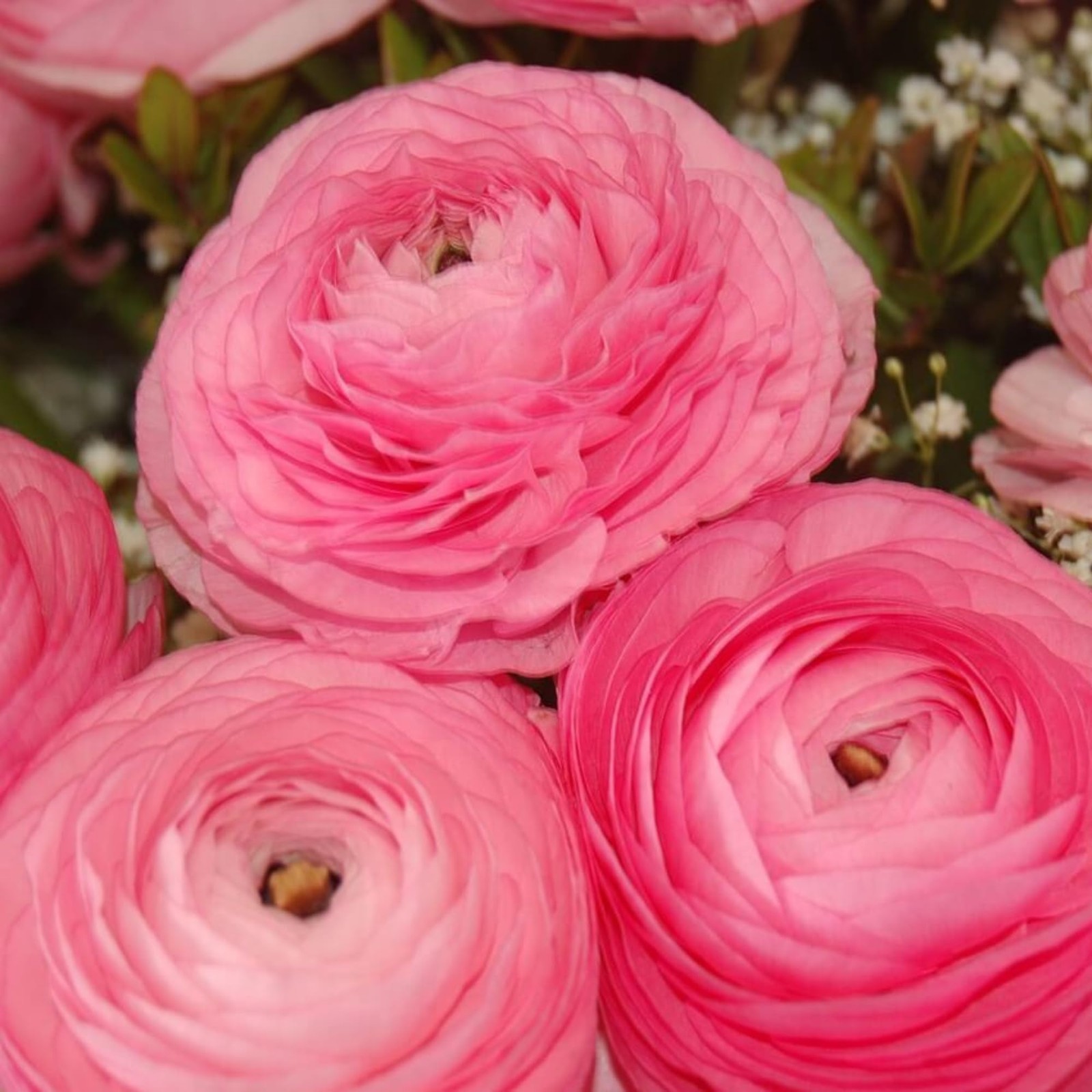 Ranunculus Bulbs Pink – Beautiful Pink Ranunculus Aviv Flowers – Large and He…