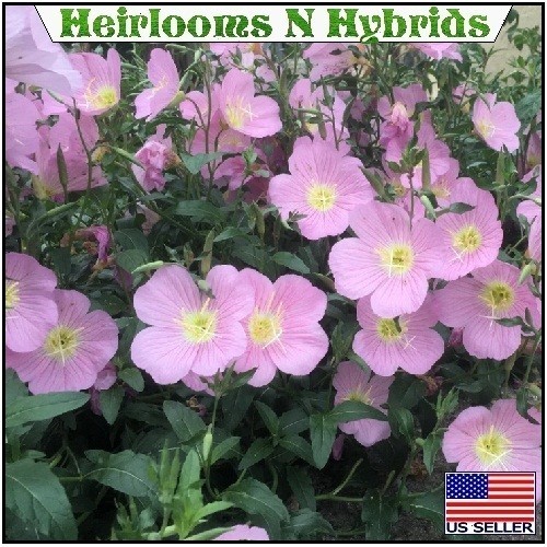 Showy Evening Pink Primrose Seeds Oenothera Speciosa 5,000 – 20,000 Seeds