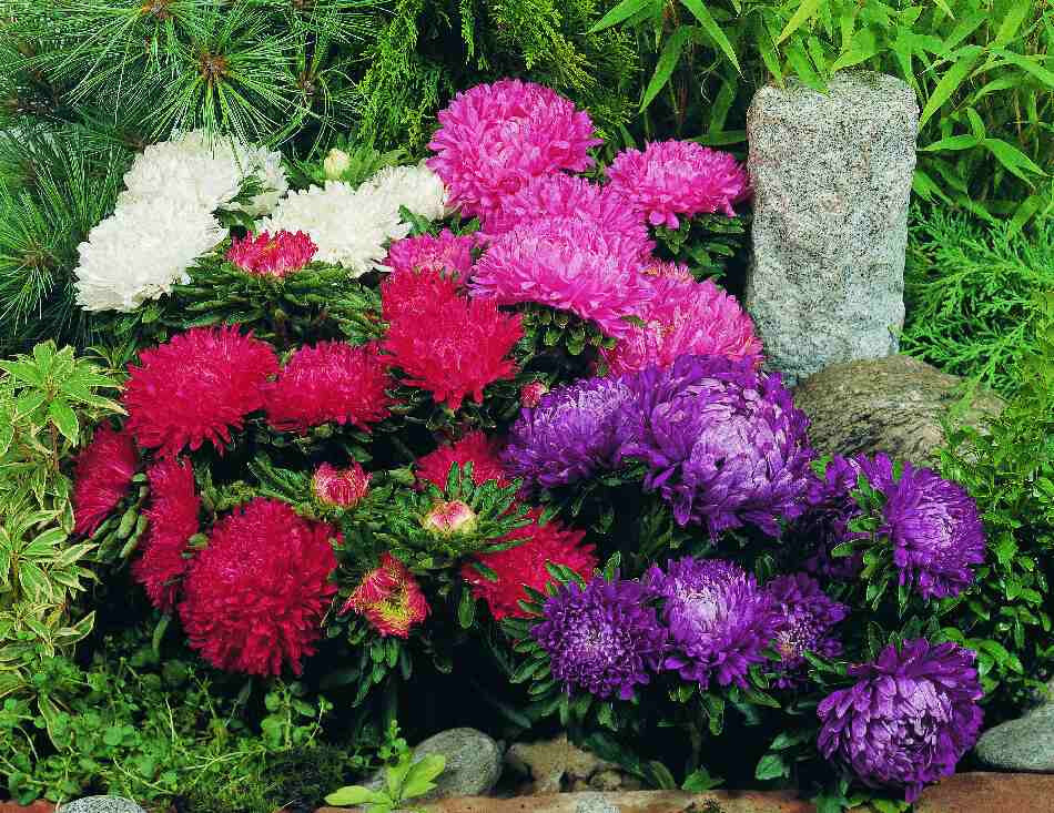 50 Seeds ASTER MILADY MIX Callistephus Dwarf, 10” tall, 3” flowers, fresh