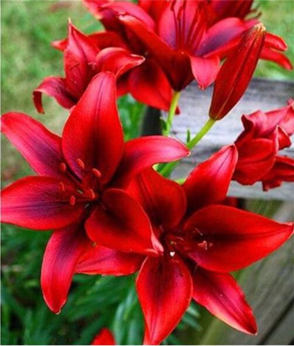 20 SEEDS for Deep Red LILY RARE flower exotic bloom home garden plant USA Seller