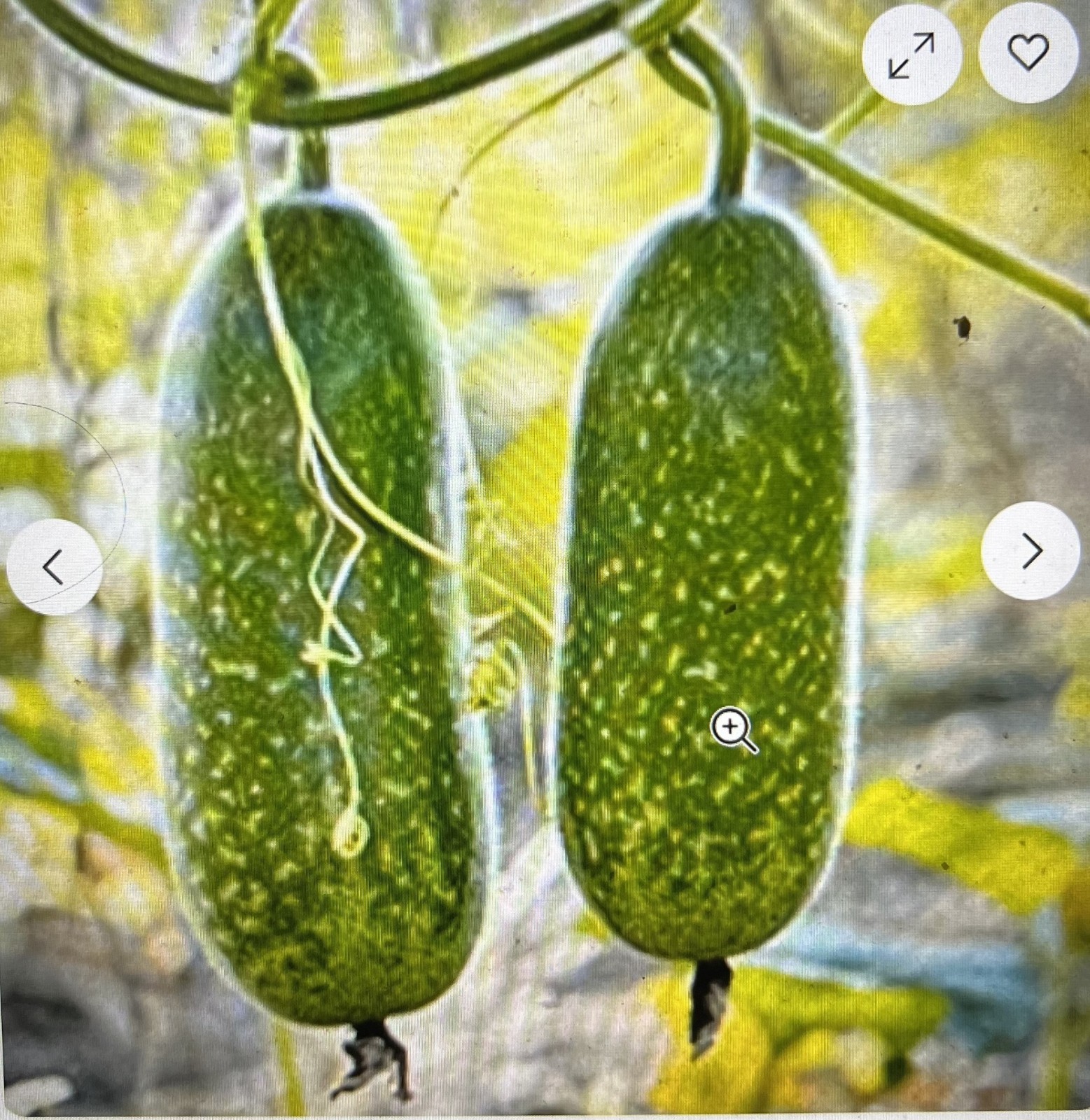 40 + WAX GOURD Winter Melon White Ash Benincasa Hispida Vegetable Seeds Bi Dao