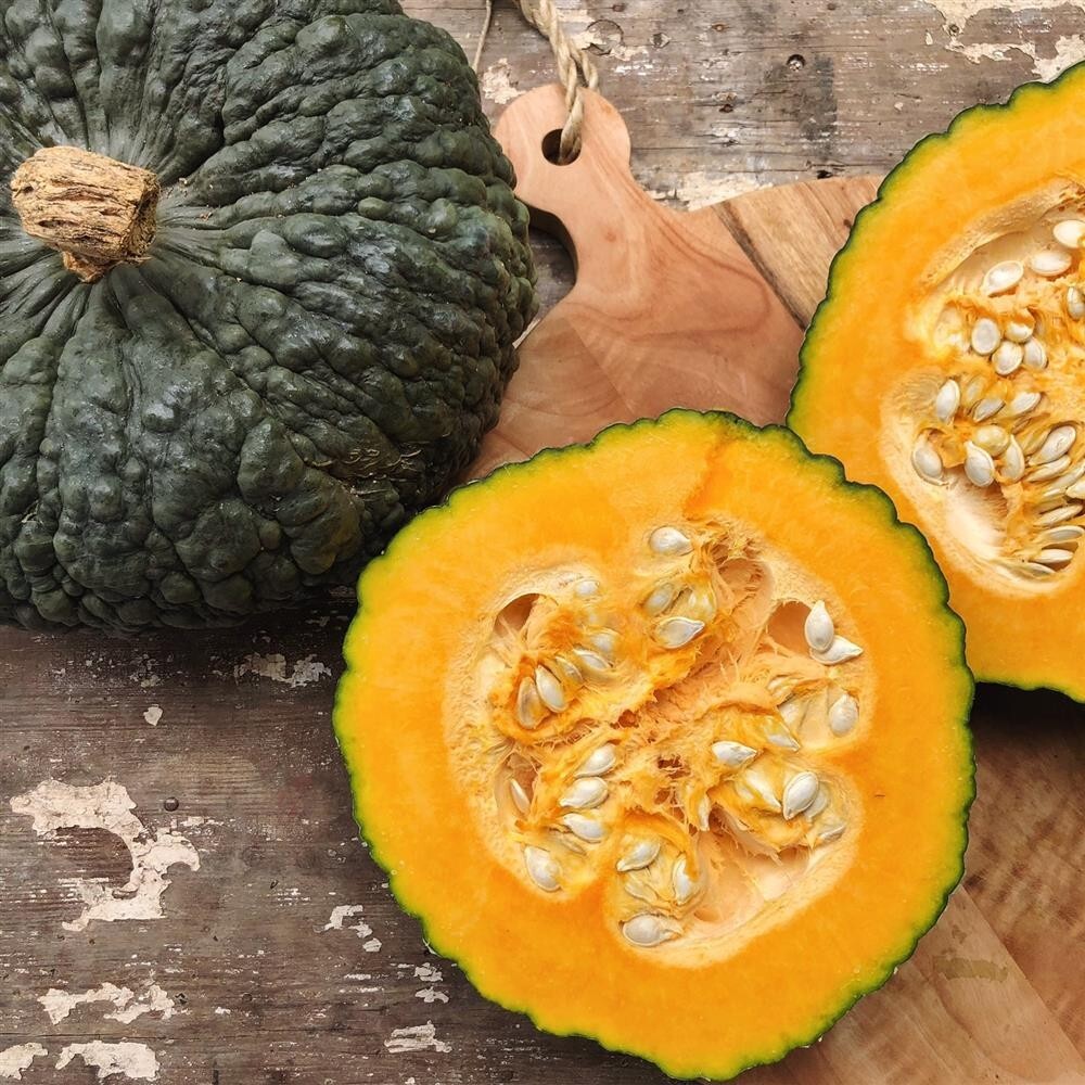 Marina De Chioggia Winter Squash Seeds, Zucca Barucca, NON-GMO, FREE SHIPPING
