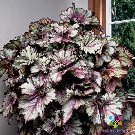 25+ Raspberry Swirl Begonia Seeds for Garden Planting – USA – FREE SHIPPING!