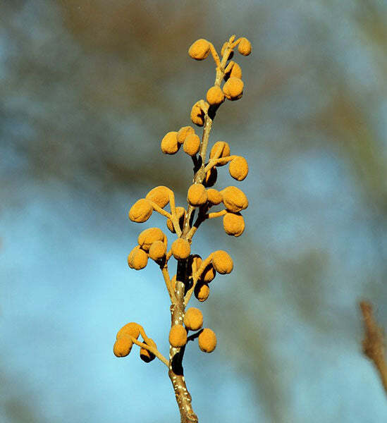 Paulownia tomentosa | Empress or Princess Tree | 50 Seeds