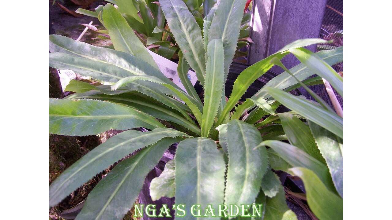 ERYNGIUM foetidum /Culantro seeds / Hột ngò gai /400 Seeds
