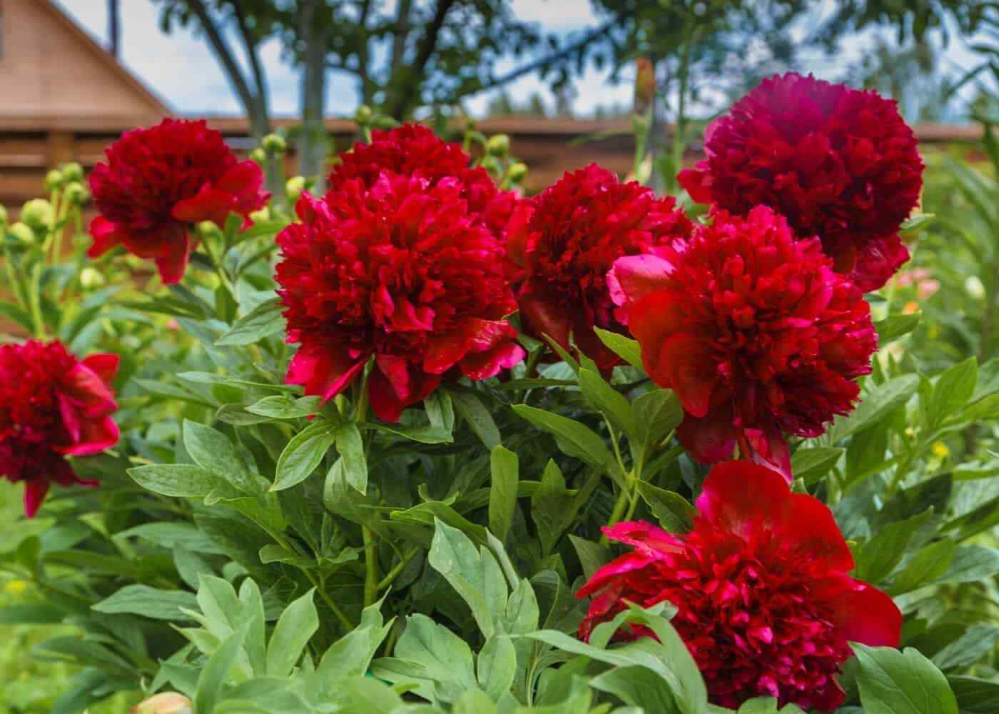 1 Karl Rosenfield Double Peony Live Perennial Cranberry Red Flower Bulb Plant