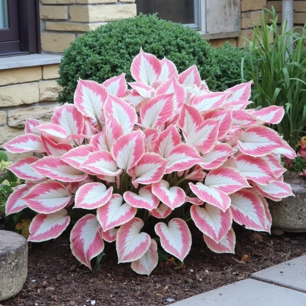 311+ Mixed Hosta Seeds for Planting – Perennial Shade Plants with Decorative…