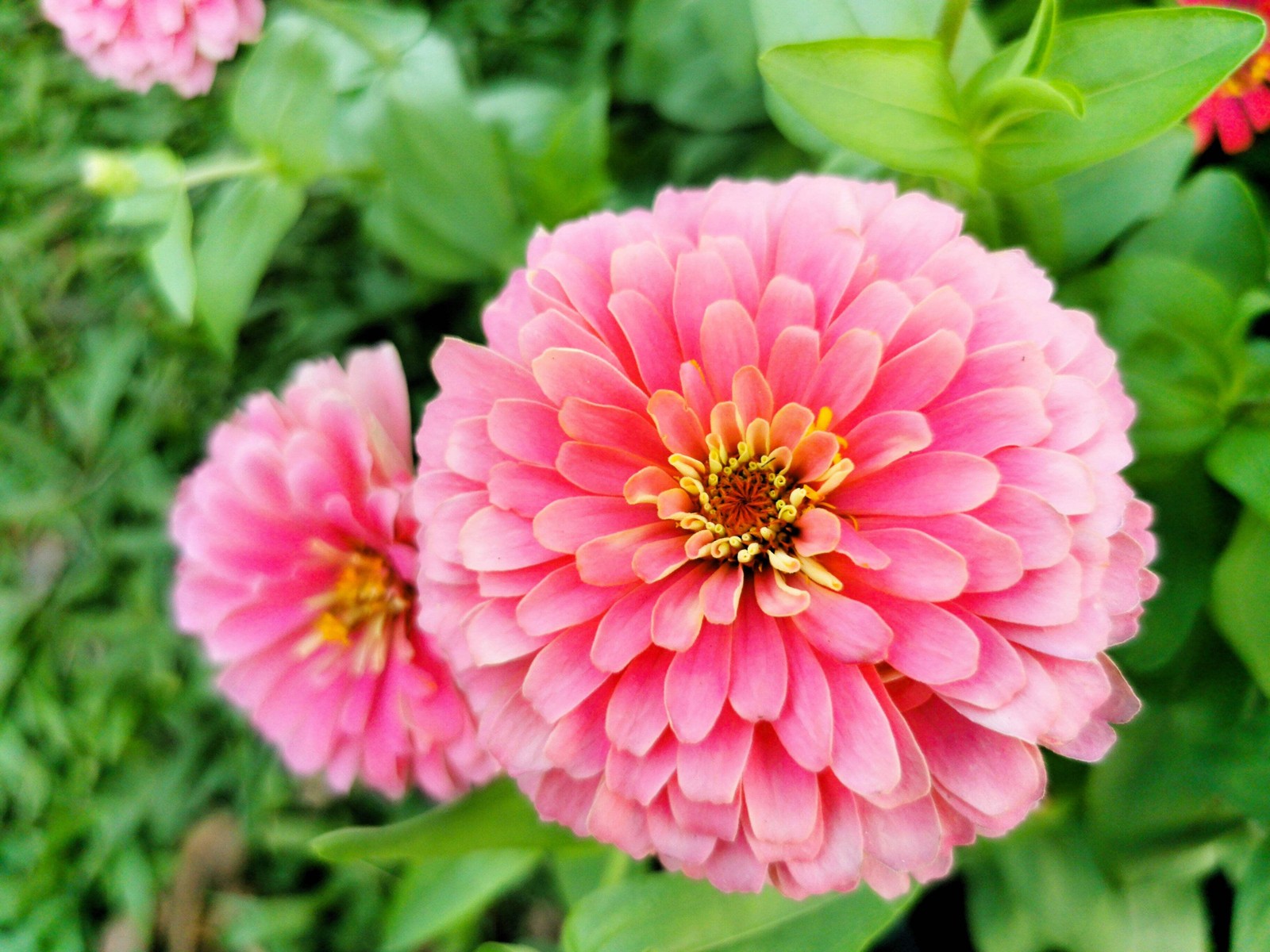 500 MIXED COLORS CALIFORNIA GIANT ZINNIA Elegans Flower Seeds *Flat S/H