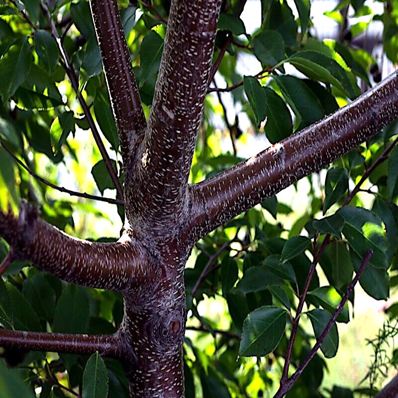 Black Cherry Tree Seeds (Prunus serotina) Hardy-3 Fast, Fall Color Flower Plant