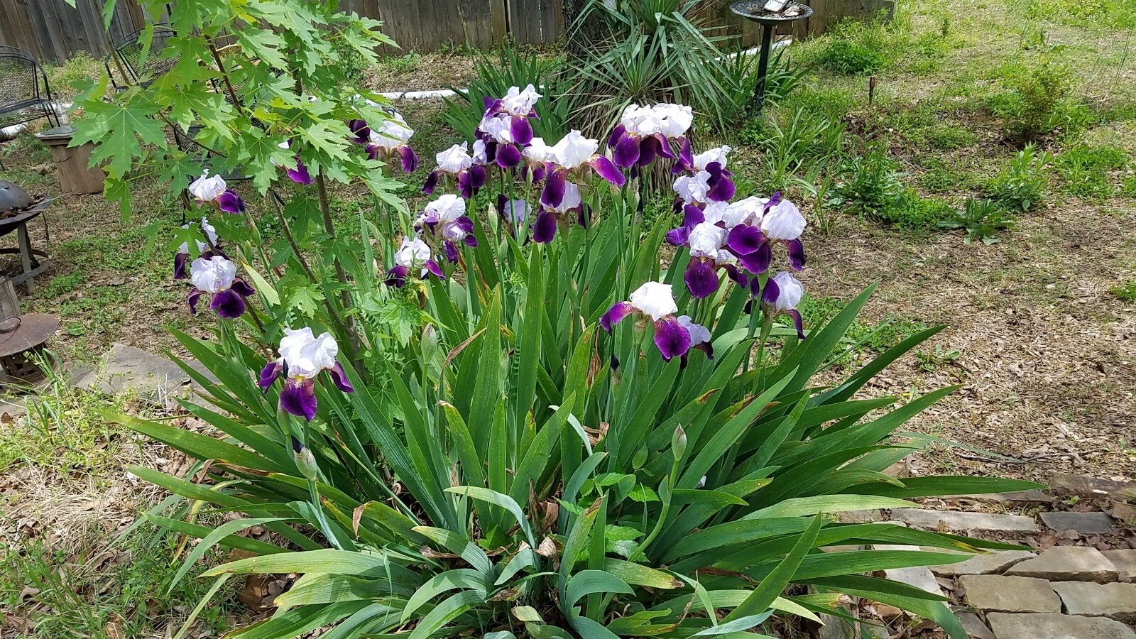 “100 Mixed Variety Bearded Iris– GREAT VALUE• Fresh•Hardy•EASY to Grow