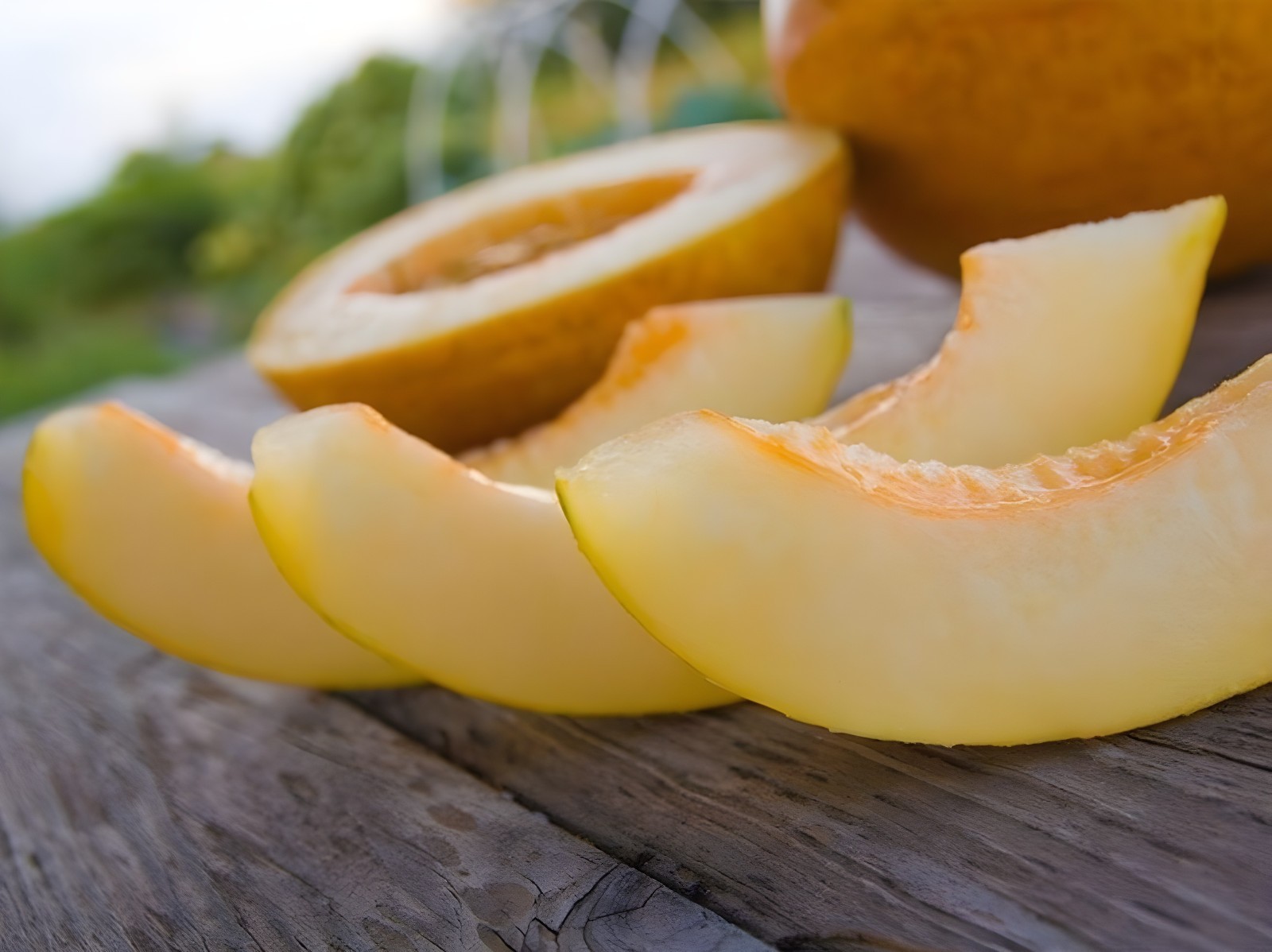 40 Heirloom Israeli Old Original Melon Seeds – Very Rare – Extreme Sugar Levels