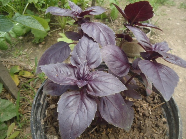Heirloom Garden Seeds | Non-GMO Vegetable & Herb Seeds | Survival Gardening