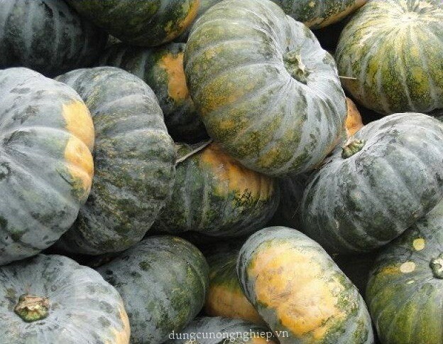 20+ Giống Bí Tròn Lai F1 Hat Giong Bi Viet Nam Vietnamese Pumpkin Seeds